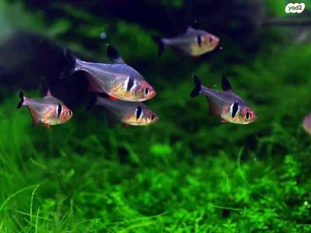 תמונת מודעה - חיות מחמד