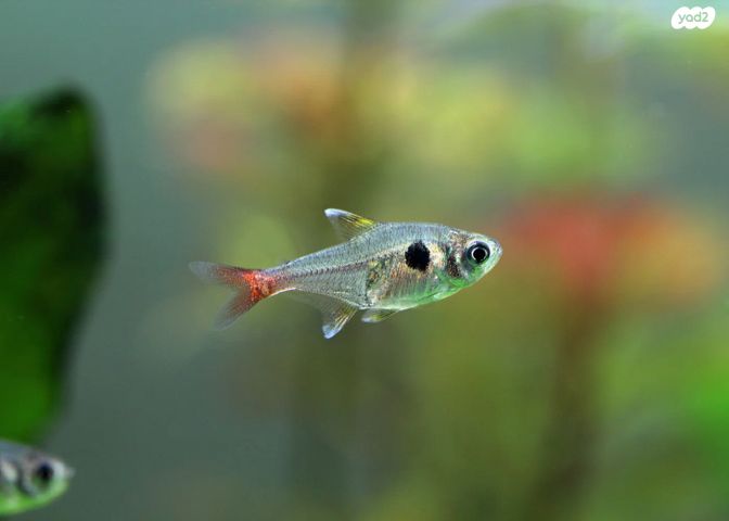 תמונת מודעה - חיות מחמד