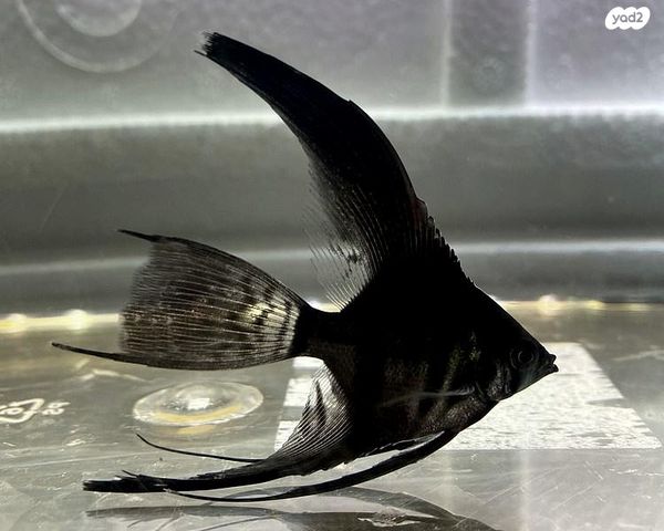 תמונת מודעה - חיות מחמד