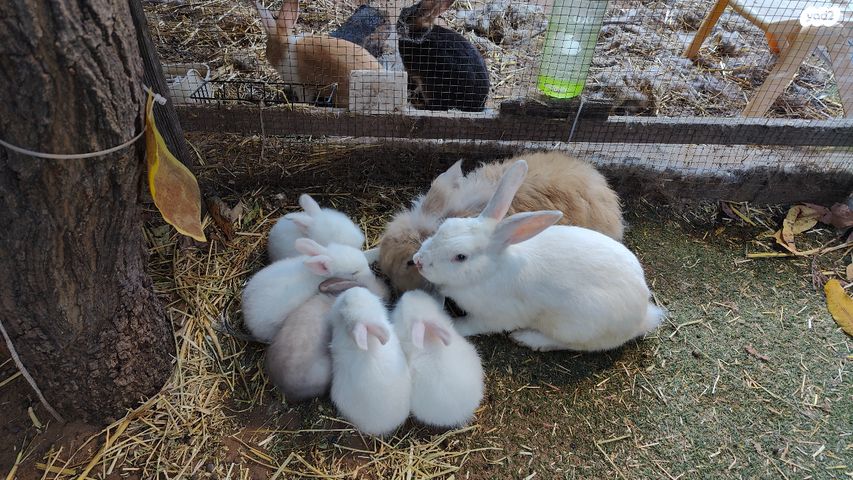 מכרסם ארנב \ שפן