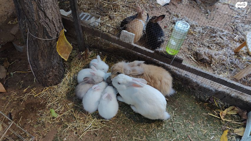 מכרסם ארנב \ שפן