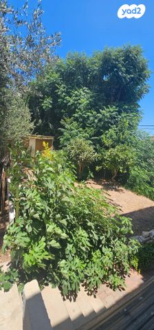 אביגדור עשת 