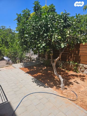 רעות