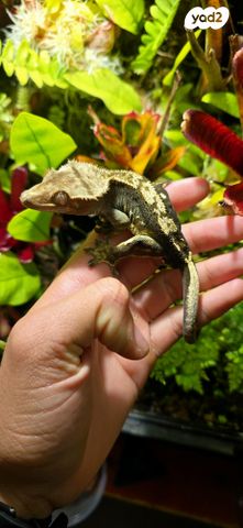 תמונת מודעה - חיות מחמד