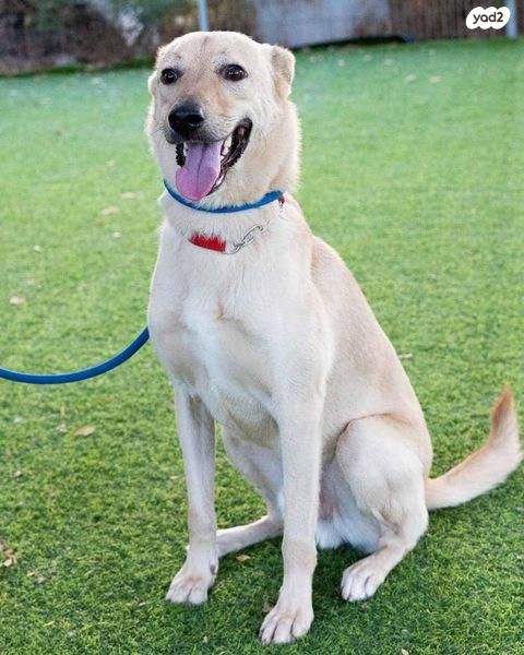 תמונת מודעה - חיות מחמד