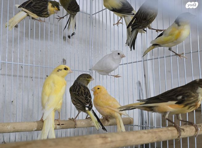 תמונת מודעה - חיות מחמד