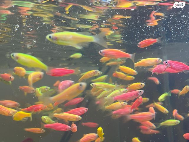 תמונת מודעה - חיות מחמד