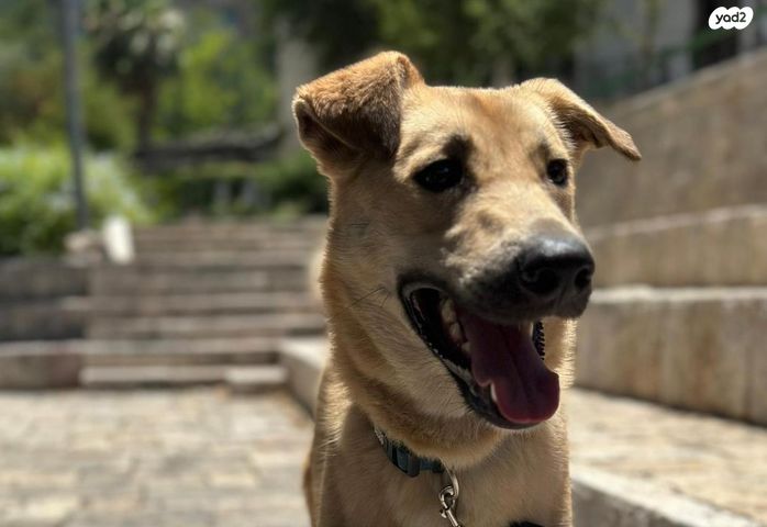 תמונת מודעה - חיות מחמד