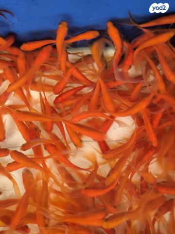 תמונת מודעה - חיות מחמד