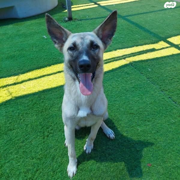 תמונת מודעה - חיות מחמד