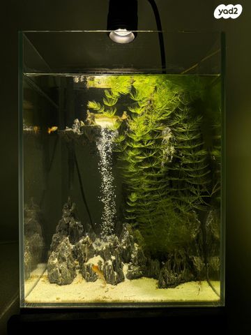 תמונת מודעה - חיות מחמד