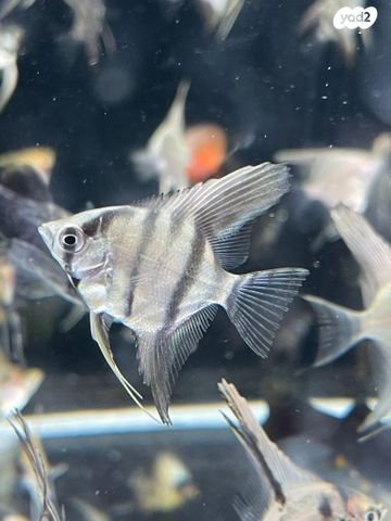 תמונת מודעה - חיות מחמד