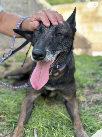 כלב רועה בלגי