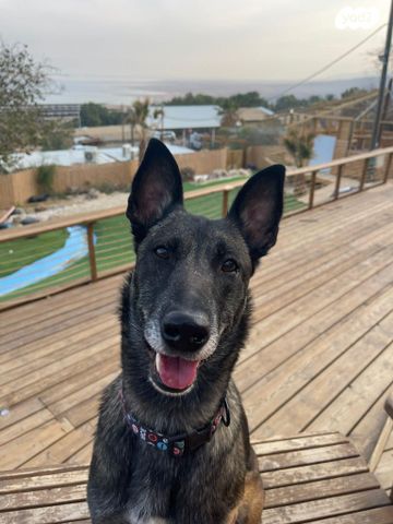 כלב רועה בלגי