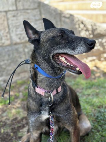 כלב רועה בלגי