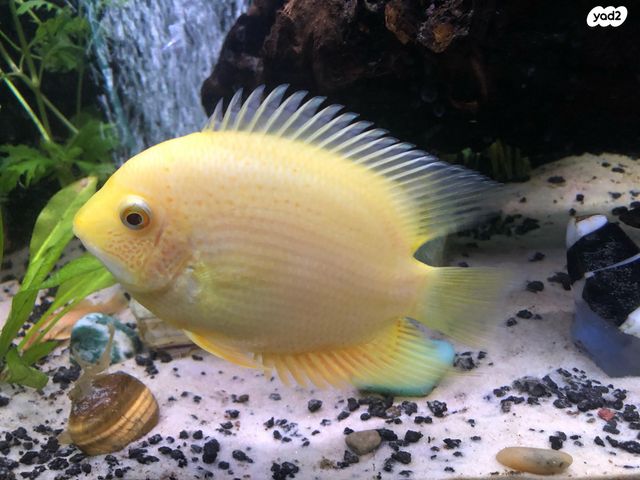 תמונת מודעה - חיות מחמד