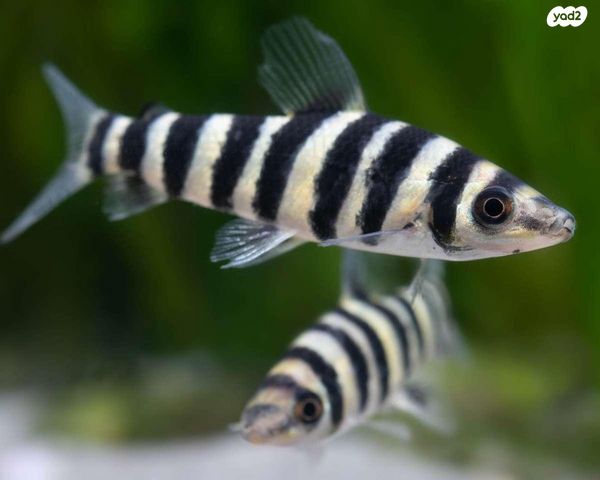 תמונת מודעה - חיות מחמד