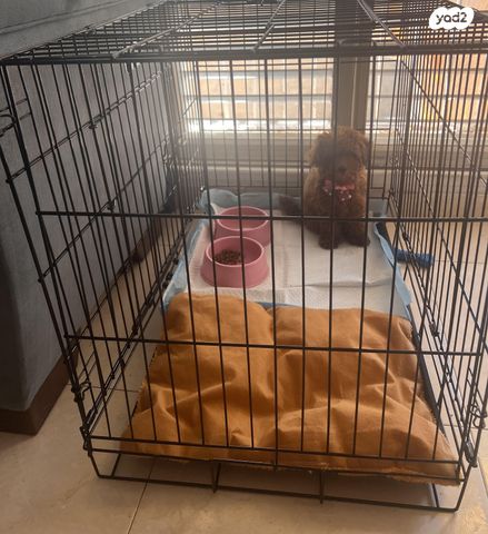 תמונת מודעה - חיות מחמד