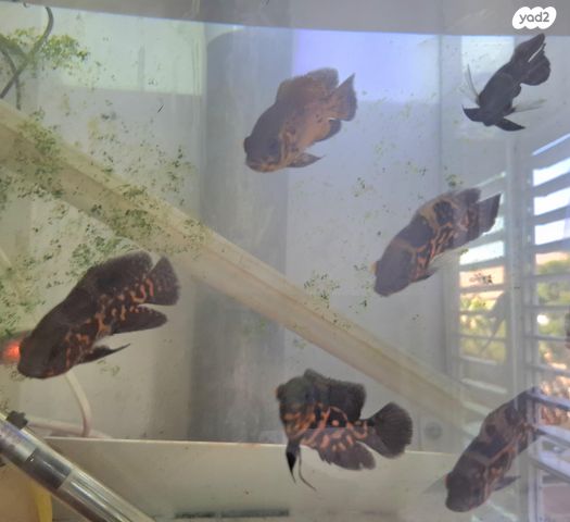 תמונת מודעה - חיות מחמד