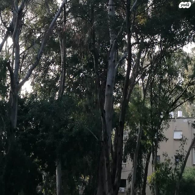 אוסישקין 10