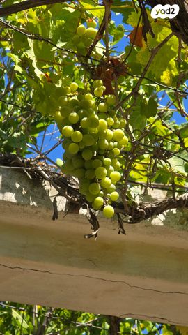 משק חקלאי/ נחלה, גבעת ישעיהו