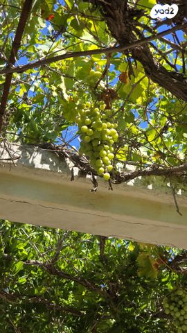 משק חקלאי/ נחלה, גבעת ישעיהו