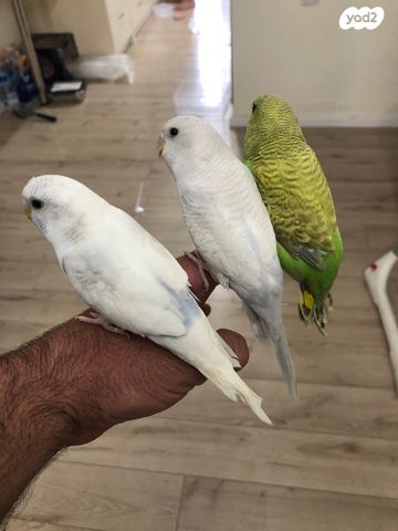 תמונת מודעה - חיות מחמד