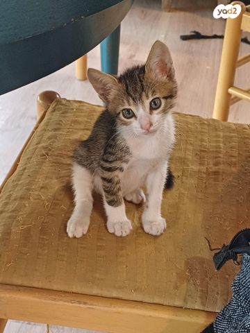 תמונת מודעה - חיות מחמד