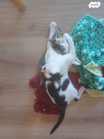 תמונת מודעה - חיות מחמד