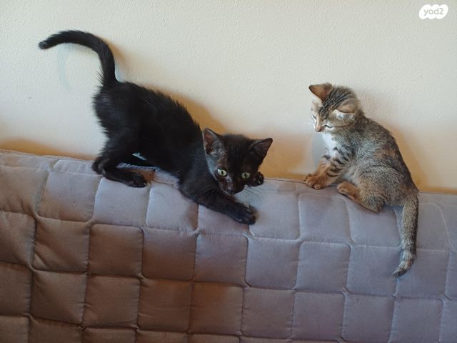 תמונת מודעה - חיות מחמד