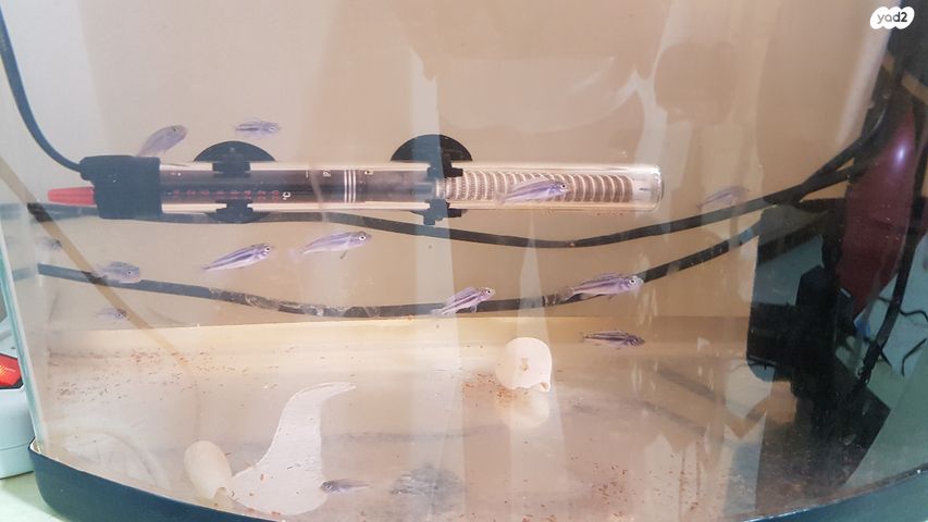 דג ציקלידים