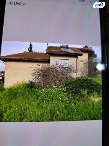 שני ליבנה 
