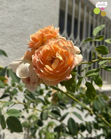 דו משפחתי, בנימינה גבעת עדה