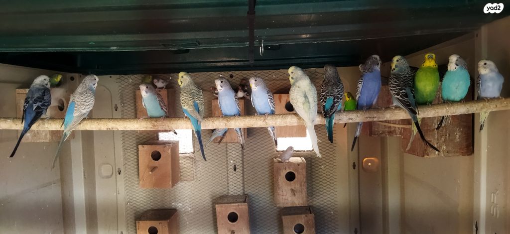 תמונת מודעה - חיות מחמד