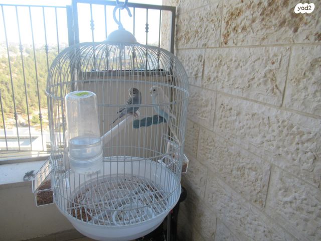 תמונת מודעה - חיות מחמד