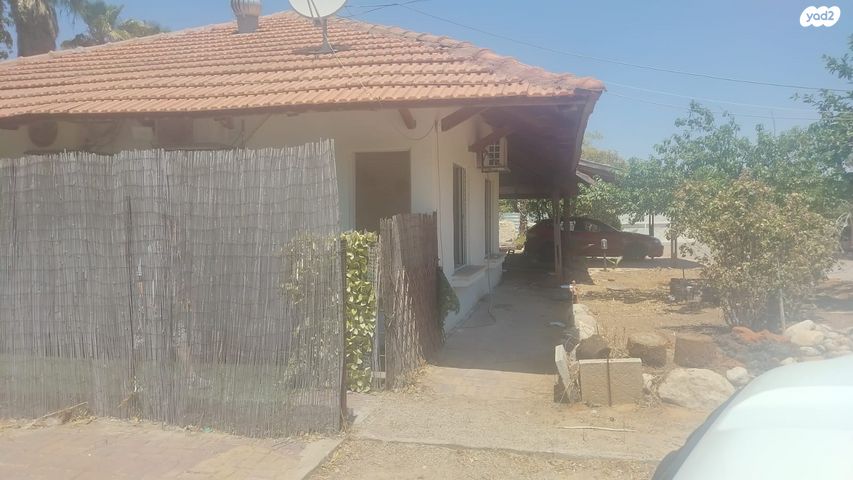 הברוש 1