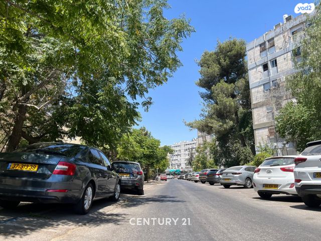 הארזים 