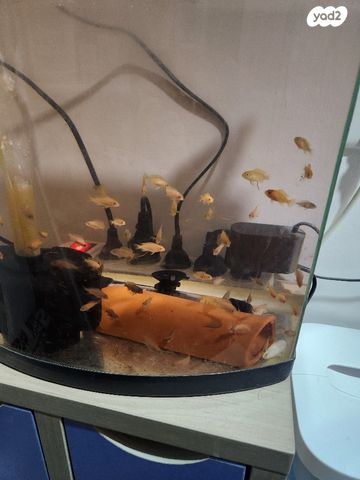 דג ציקלידים