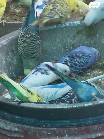 תמונת מודעה - חיות מחמד