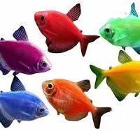 דג דגים טרופיים