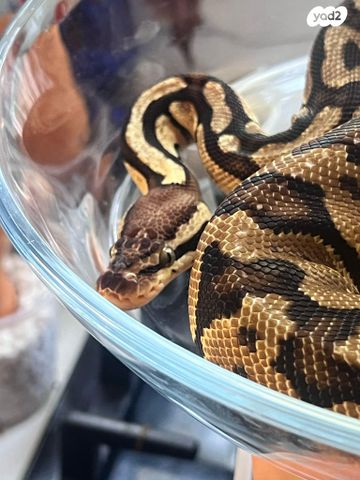 זוחל פיתון מתכדר