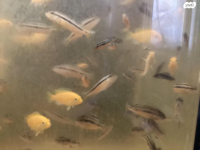 דג ציקלידים