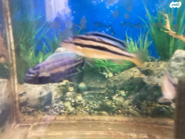 תמונת מודעה - חיות מחמד