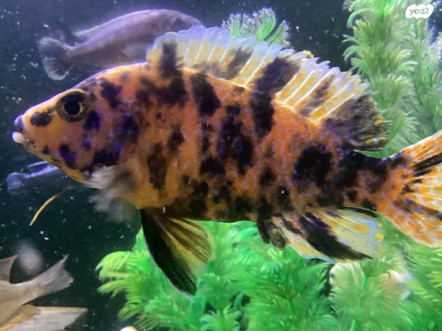 דג ציקלידים