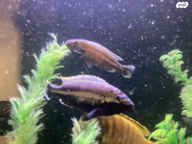 דג ציקלידים