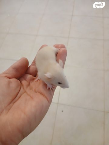 מכרסם חולדה