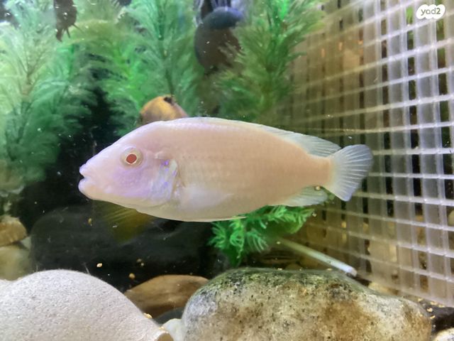 דג ציקלידים