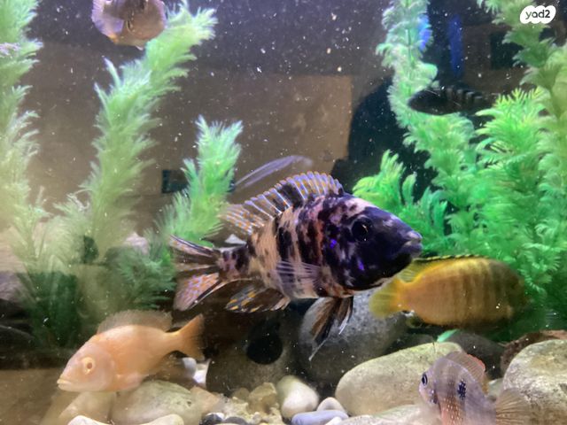 דג ציקלידים