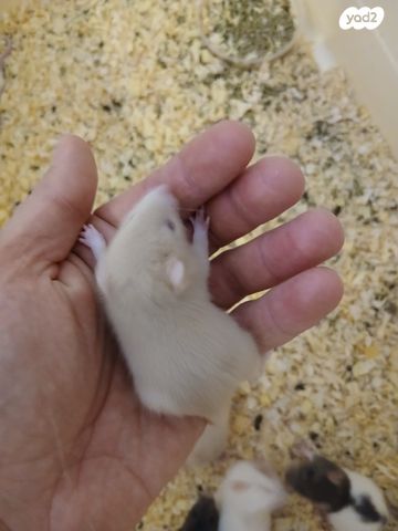 מכרסם חולדה