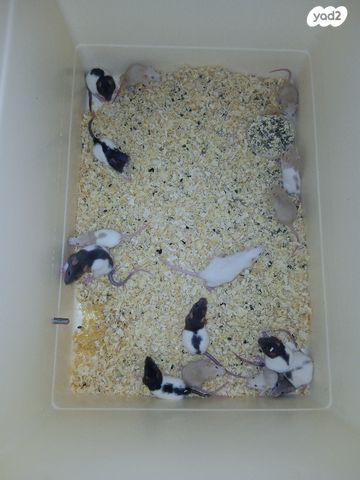 מכרסם חולדה